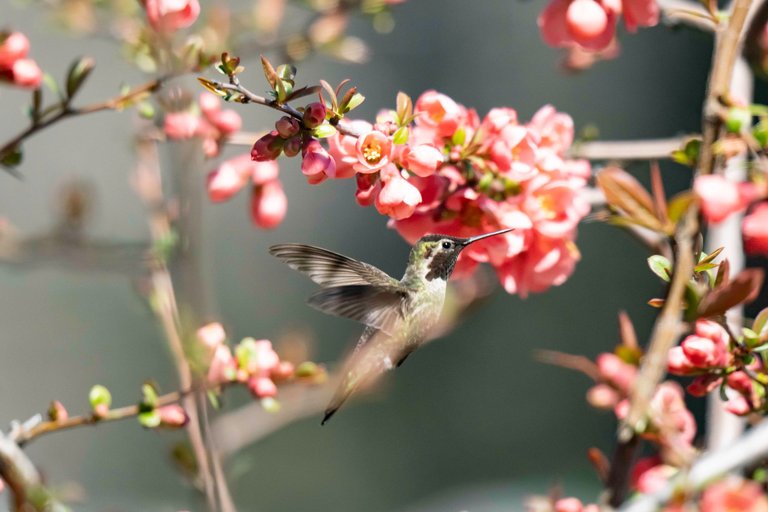 Hummingbird4743.jpg