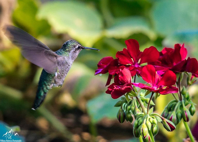 Hummingbird5619.jpg