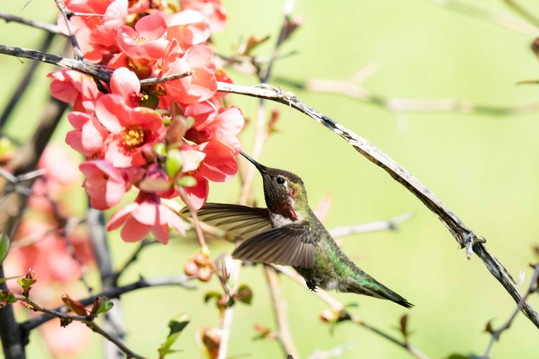 Hummingbird4779.jpg