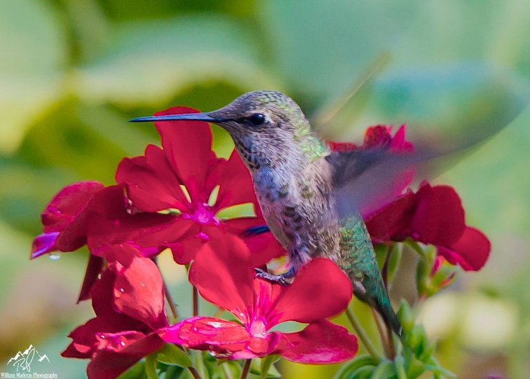 Hummingbird5616.jpg