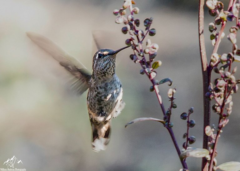 Hummingbird5607.jpg