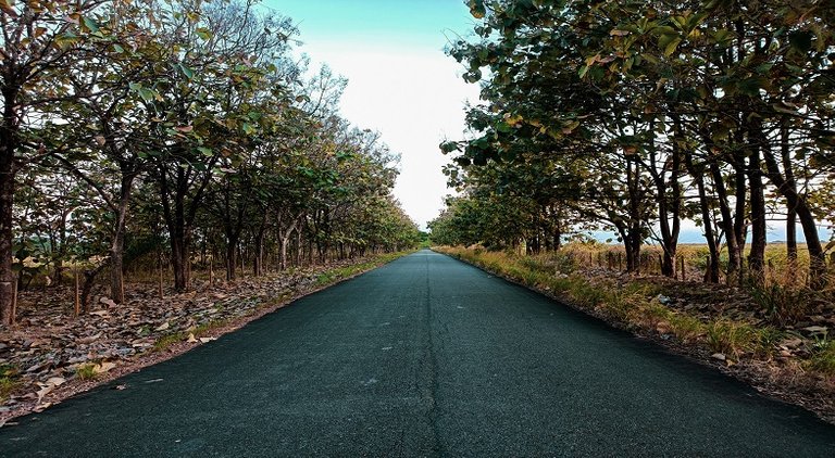 camino a la finca.jpg