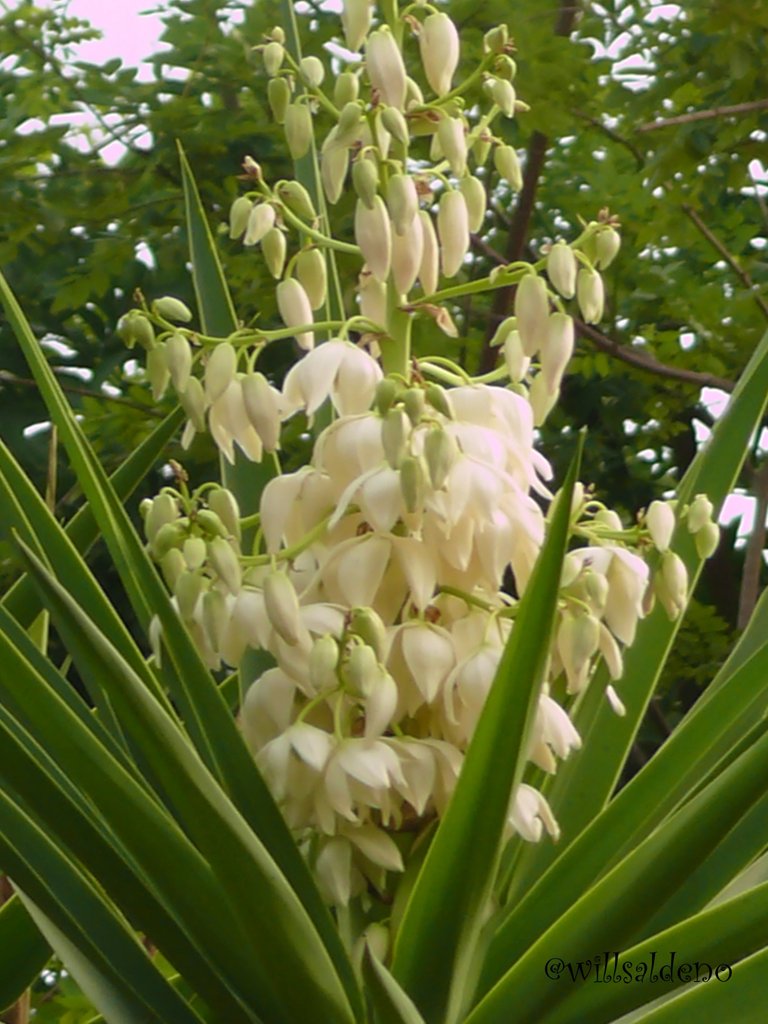 flor blanca.jpg