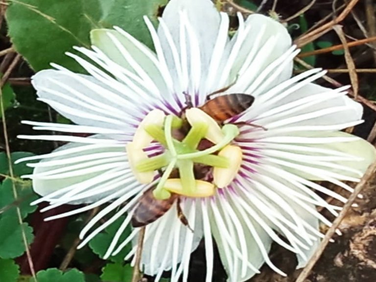 Flor y abejas.jpg