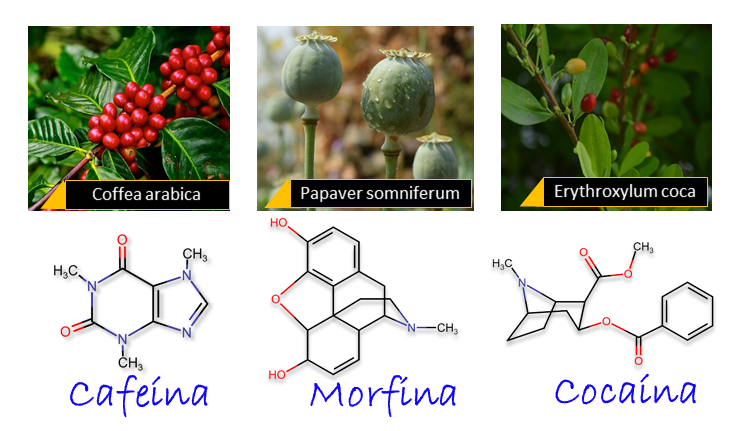 Imagen 1. Diferentes alcaloides y sus fuentes naturales