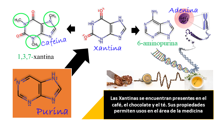 Imagen 2. Estructura purínica de la cafeína y su relación con bio-moléculas