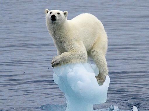 polar-bear-clinging-onto-cracking-ice.jpeg