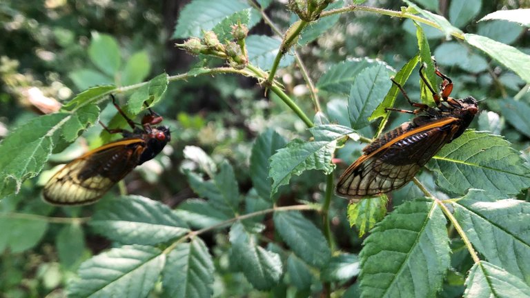 CicadaBushes1.JPG