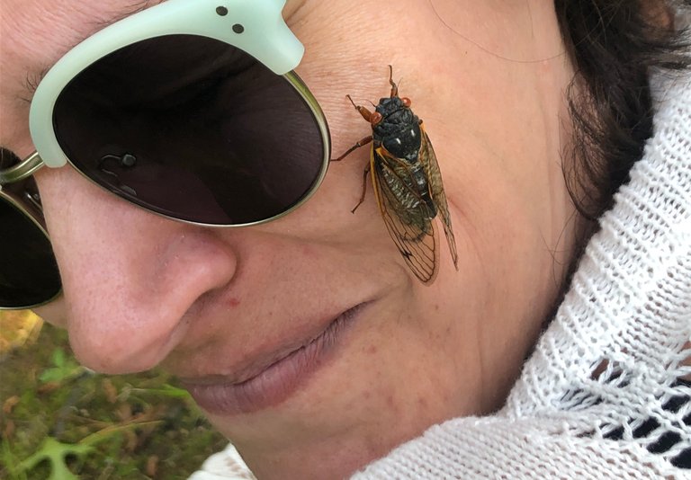 CicadaFace.JPG