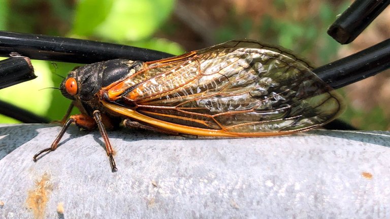 CicadaWallpaper.JPG