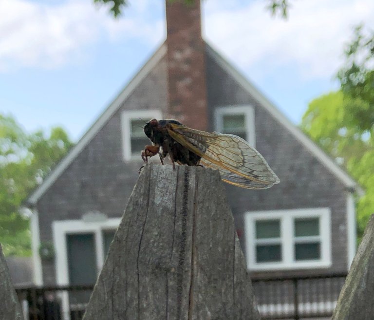 CicadaHouse.JPG