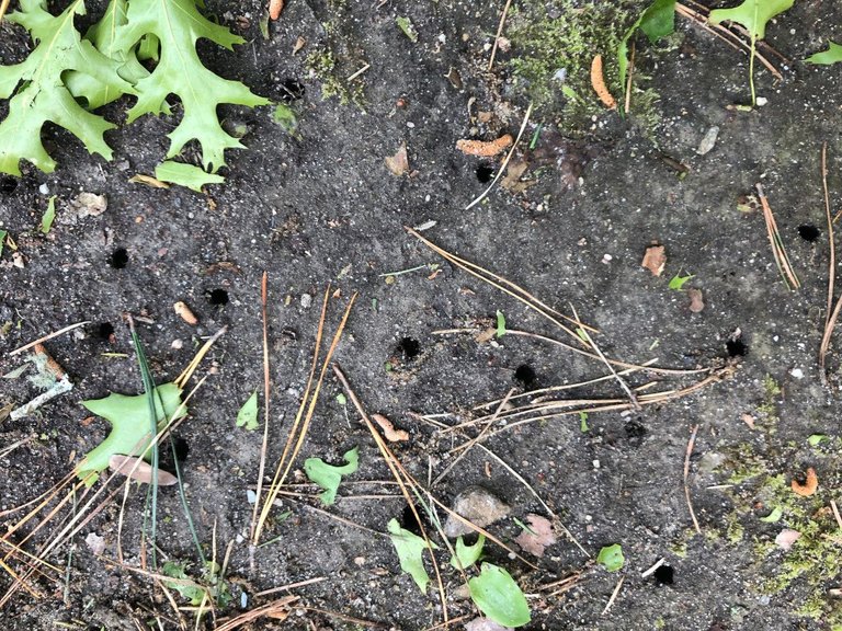 CicadaHoles.JPG