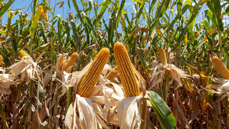 price_corn01.png