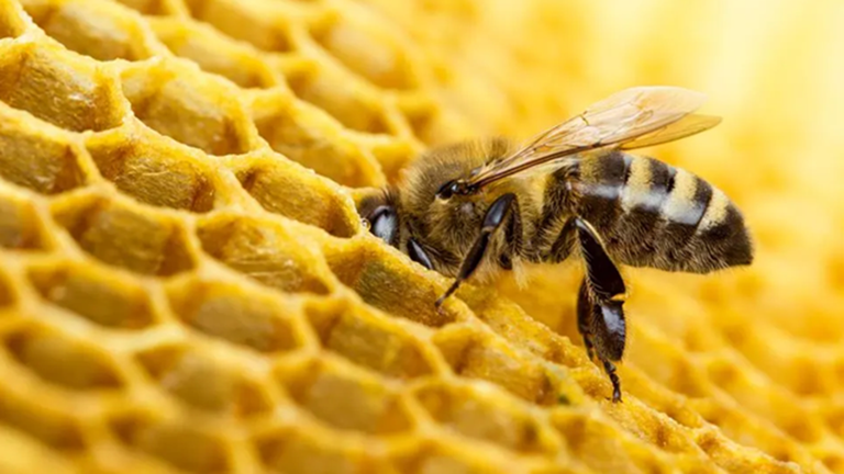 hive_bee.png