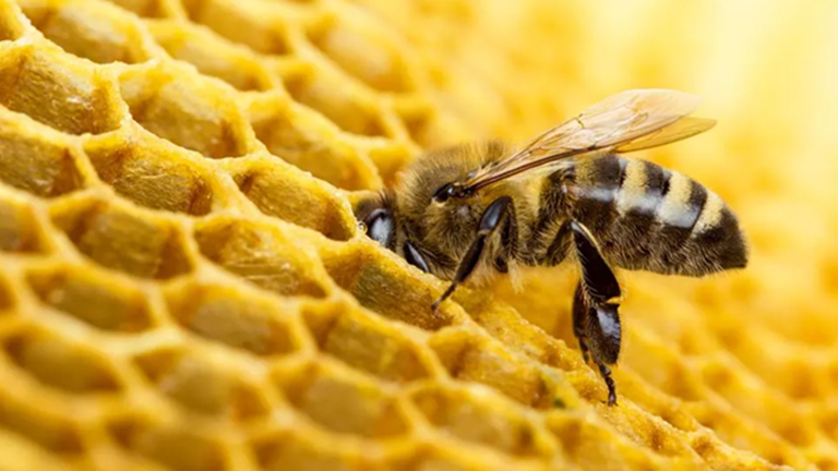 hive_bee.png