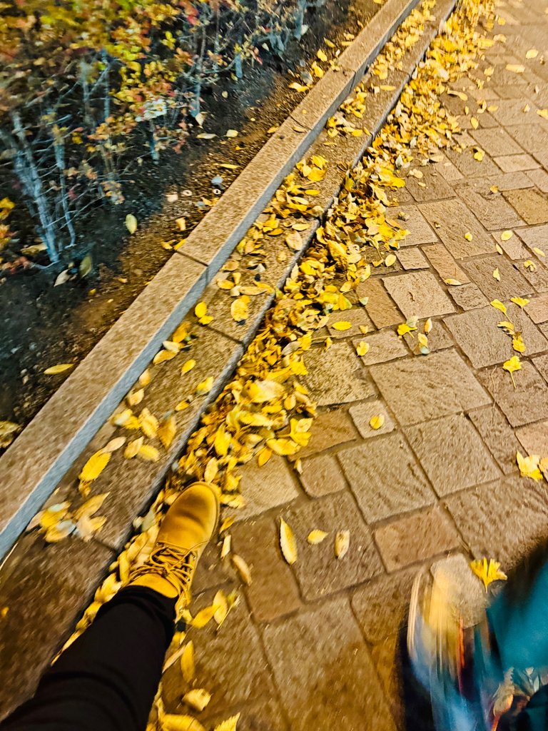 fall leaves on the ground