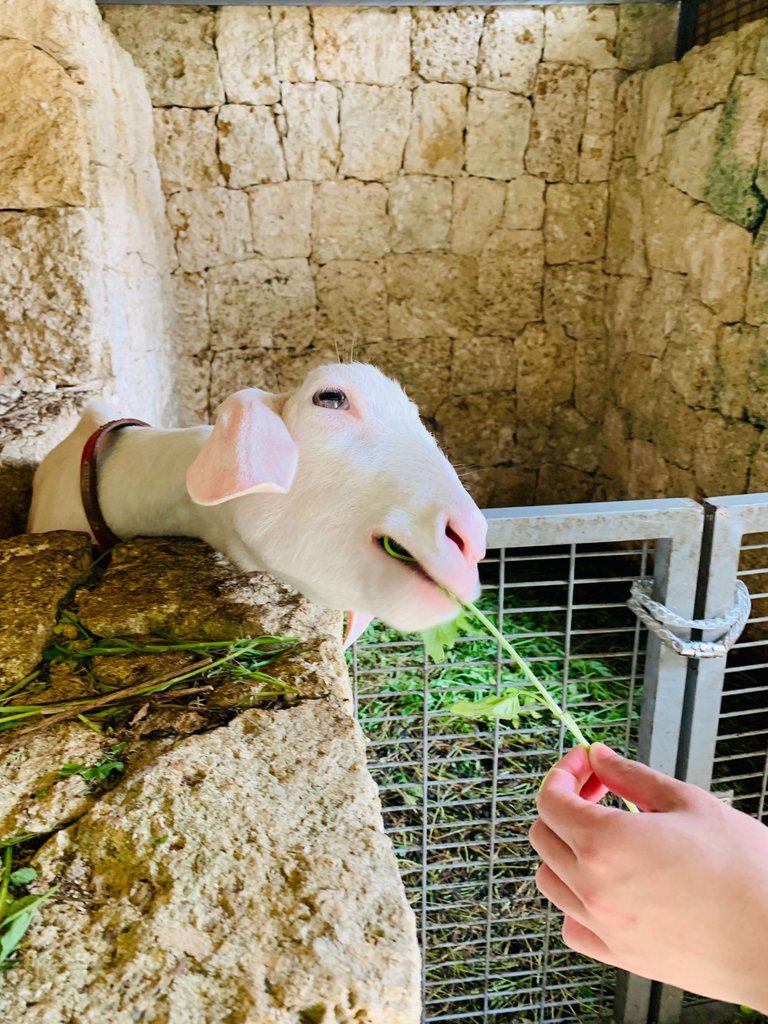 Feeding my pet