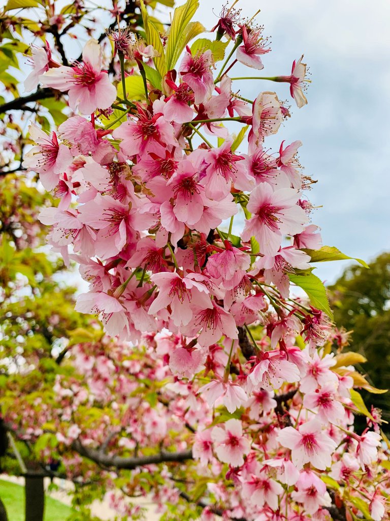 bunch of cherry blossoms