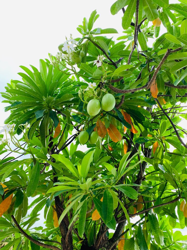 Mangoes?!