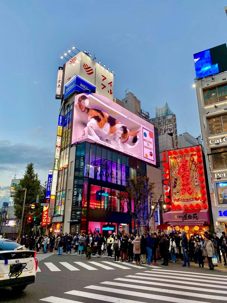 The cat in Shinjuku