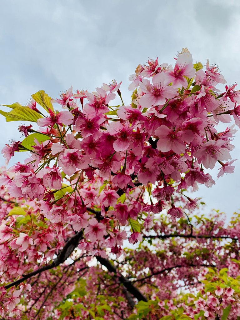 more of sakura