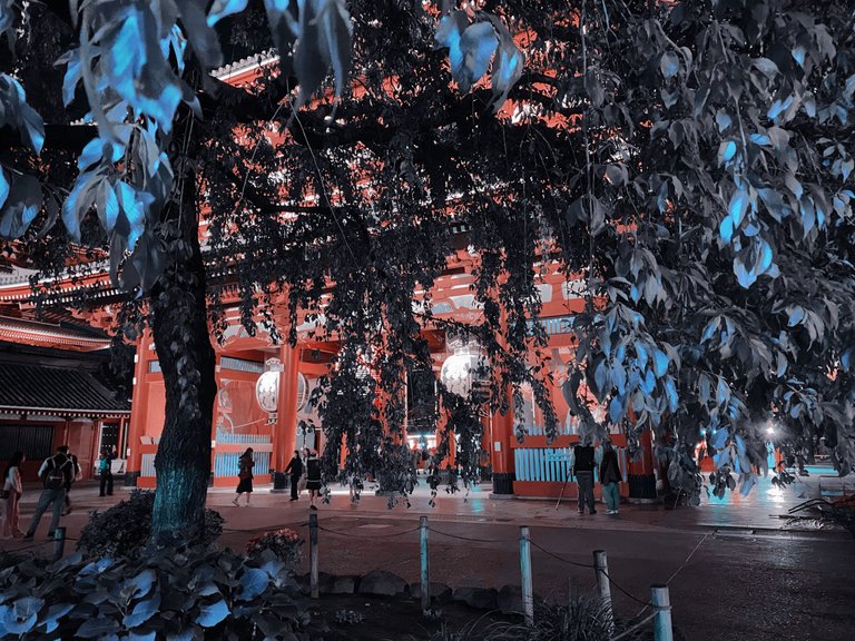 Sensoji Temple behind the tree