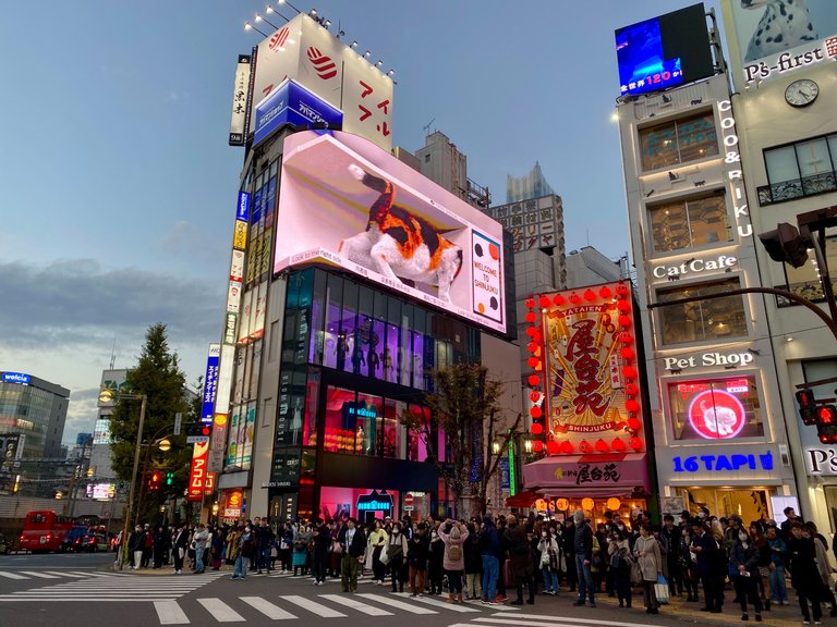 Cat in Shinjuku