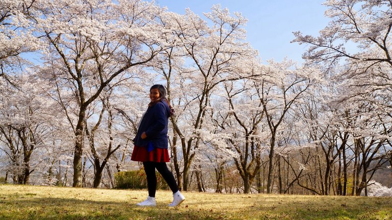 Enjoying the cherry blossoms in Saitama, first year in Japan