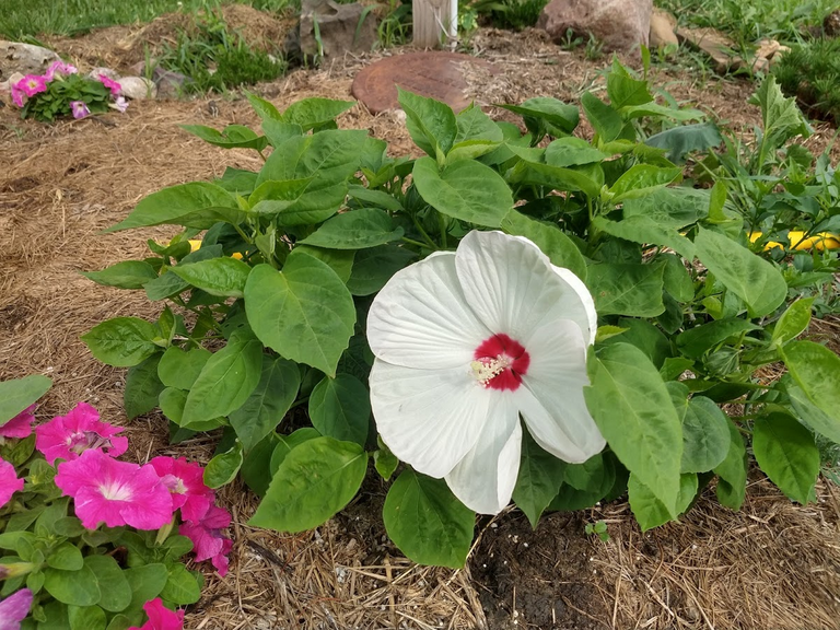 Hibiscus bloom