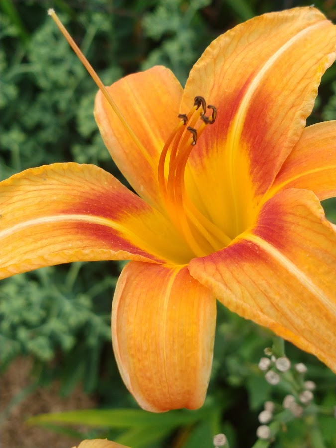 Original Wild Daylily