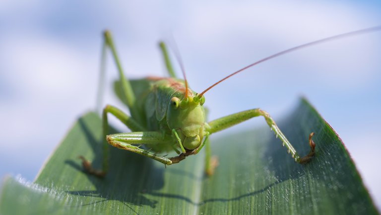 grasshopper-100883_1920.jpg