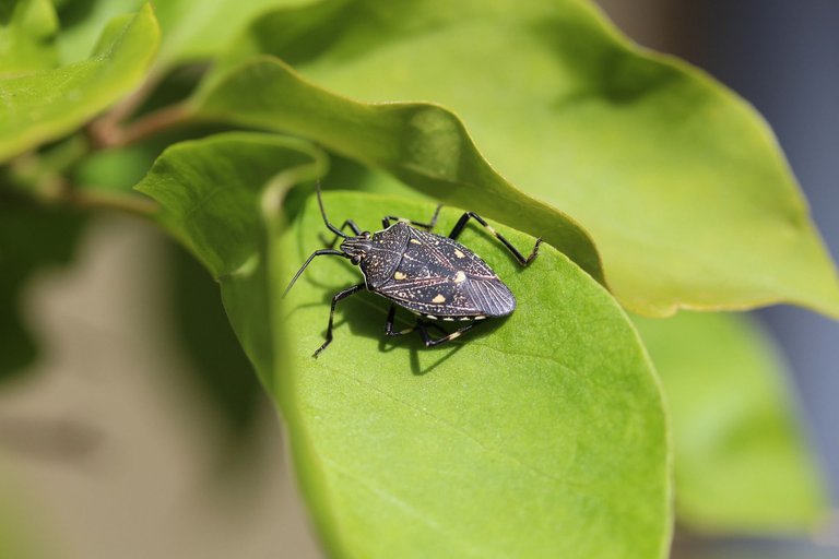 gum-tree-shield-bug-4629495_1920.jpg