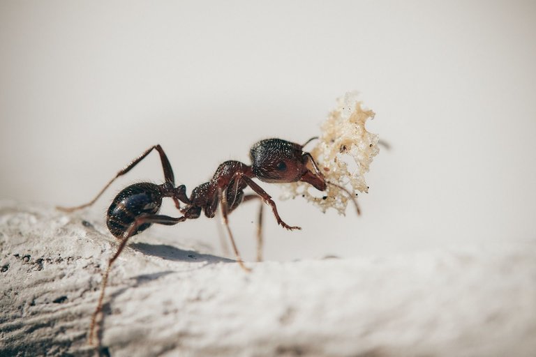 ants-5061910_1920.jpg