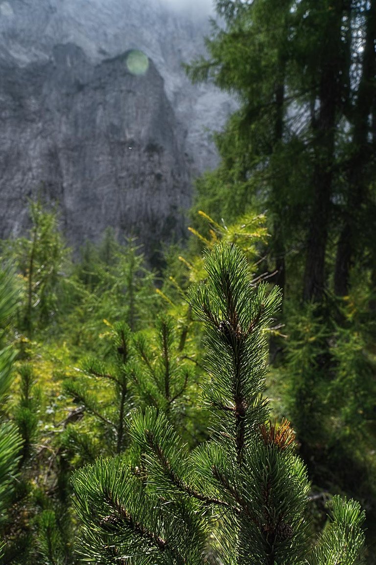 pine-forest-walk (8).jpg