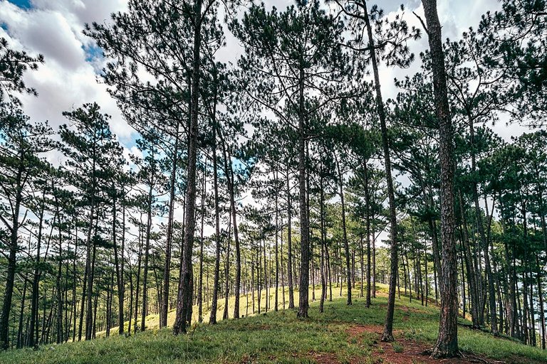 pine-forest-walk (2).jpg