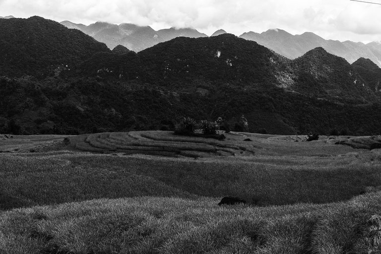 DSC04265-1-bnw.jpg