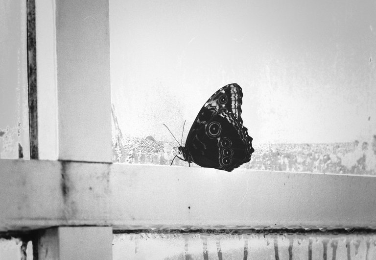 metulj skozi okno-2.jpg
