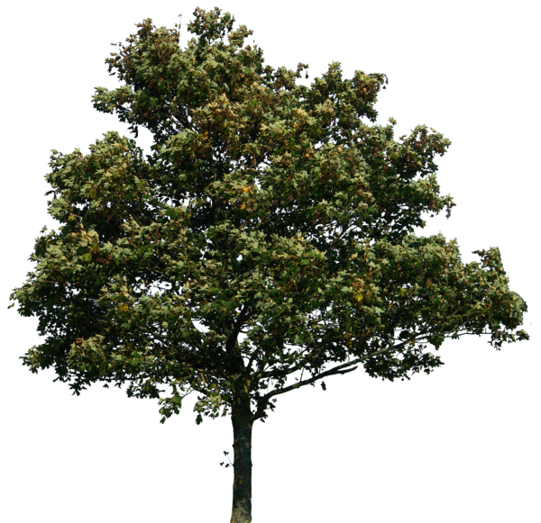 purepng.com-treetreewoodplantbranch-1411527181960h3h8y.png
