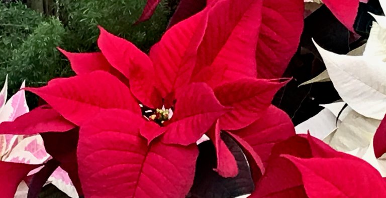 IMG_1445 (1).jpeg