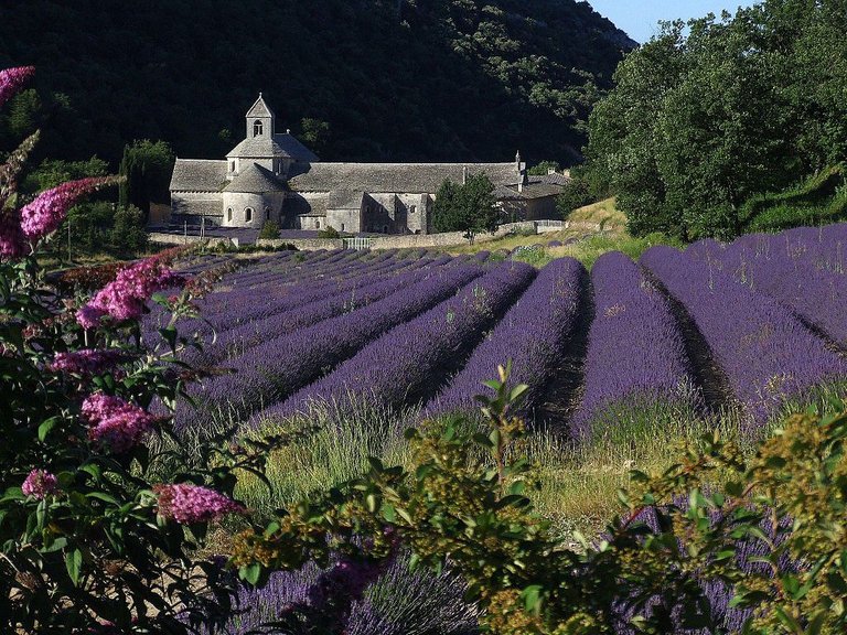 Hubert_Tabutiaux_Abbaye_de_Sénanque.jpg