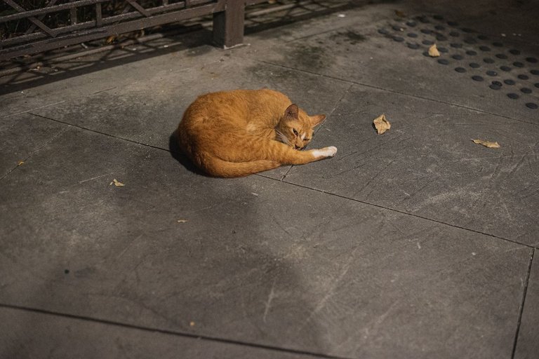DSC_4858.JPG