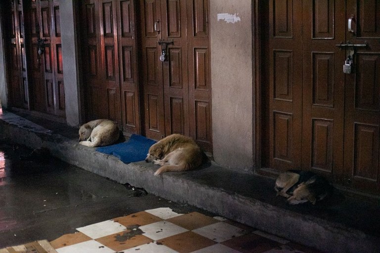 DSC_7037.JPG