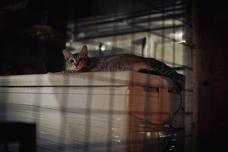 DSC_4454.JPG