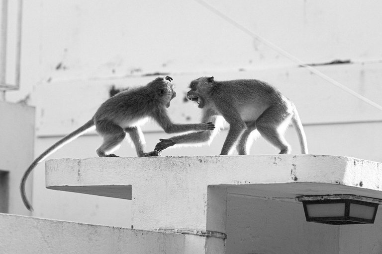 DSC_2859.JPG