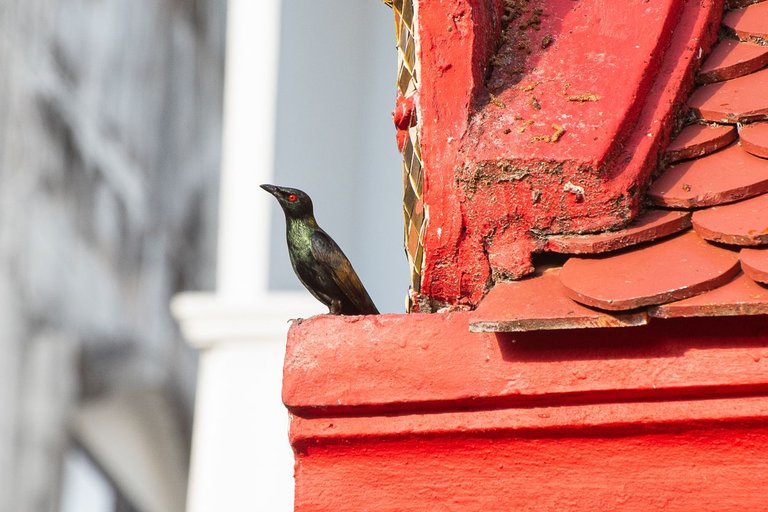 DSC_3440.JPG