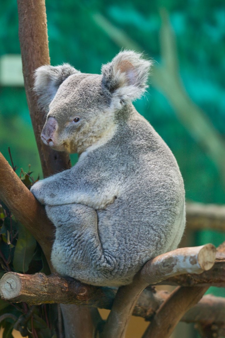 Koala 010.jpg