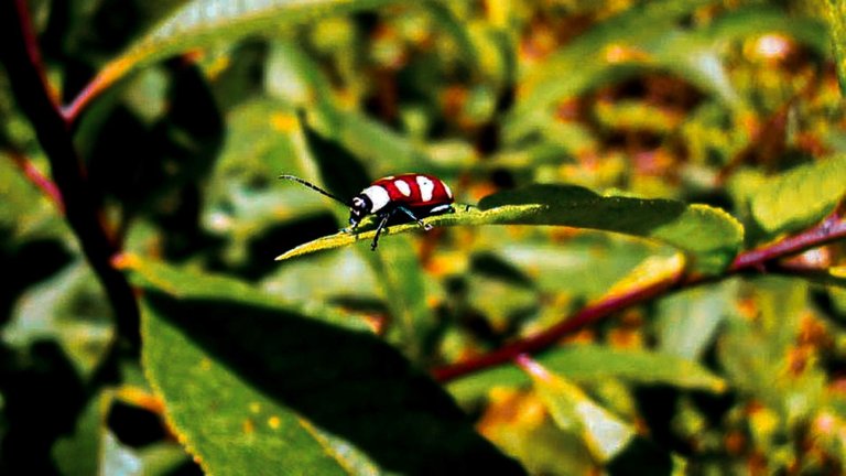 PhotoFeed Contest - Macro Photography Round 89 - Little guardian