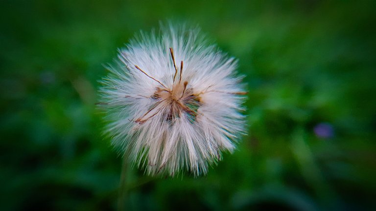 PhotoFeed Contest - Macro Photography Round 100 - Grandma's head