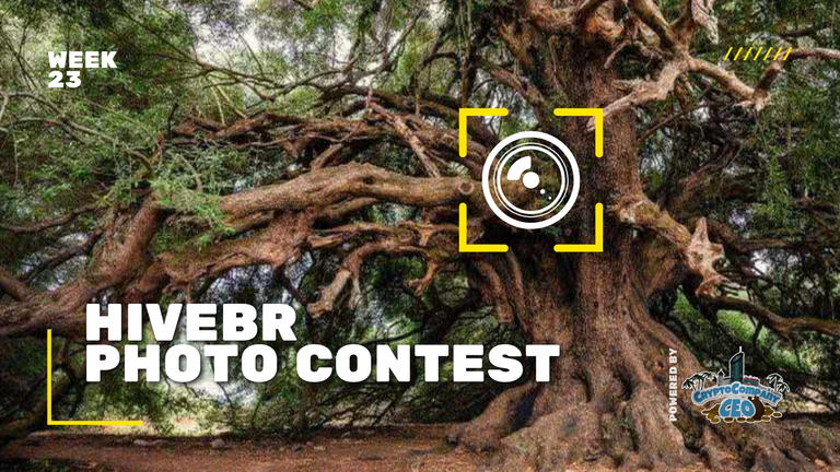 📸 HiveBR Photo Contest #23 - Trees | Árvores [EN/PT] 