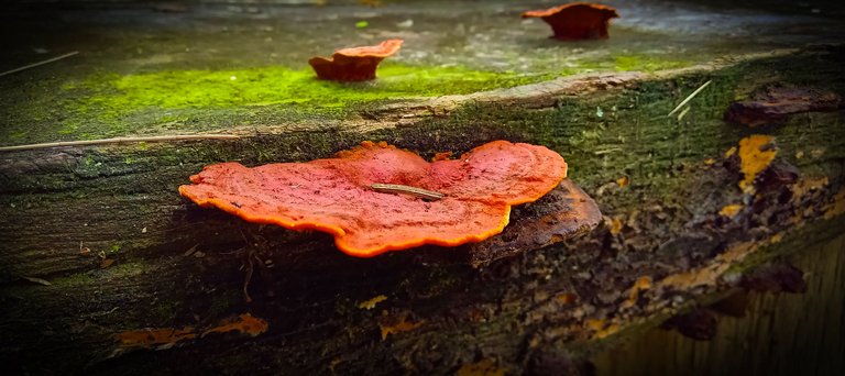 PhotoFeed Contest - Macro Photography Round 99 - Orange mushroom